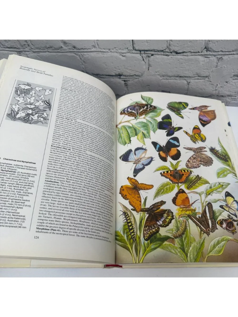 Butterflies of the World Coffee Table Book 1988 Illustrated Hardcover
